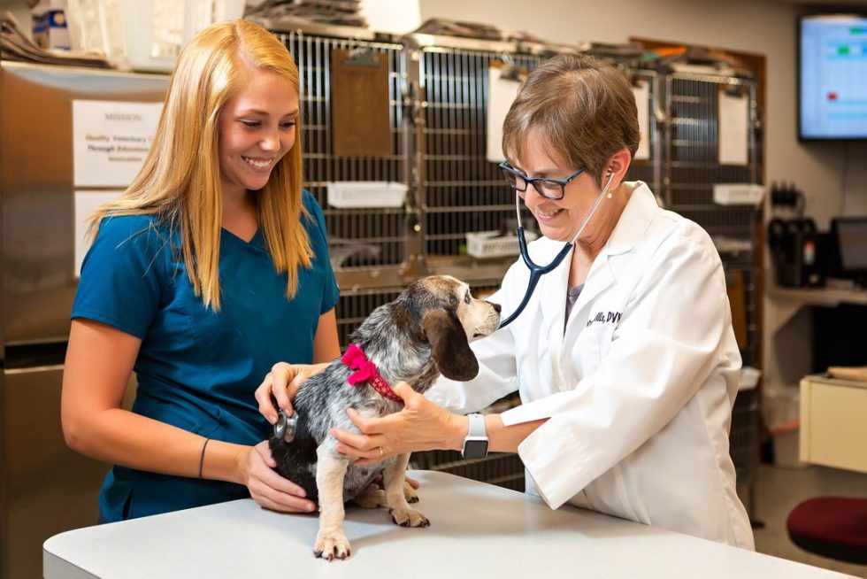 Veterinarian in Owensboro, KY 42303 Wills Animal Hospital