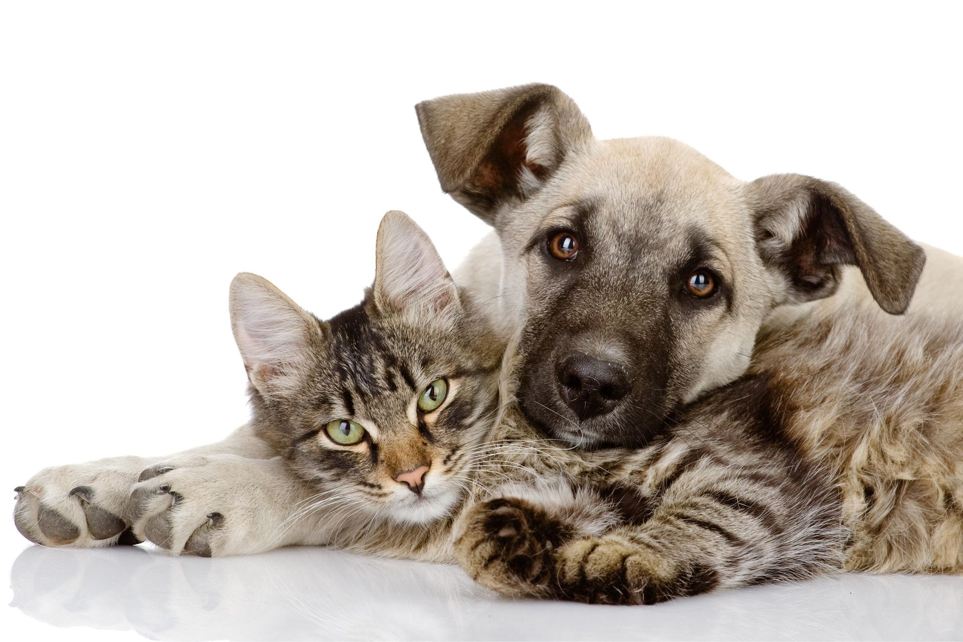 Patient Photo Gallery Wills Animal Hospital Owensboro, KY Veterinarian