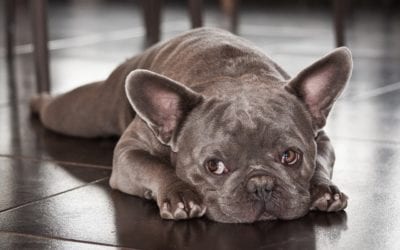7 Signs That Your Pet is in Pain