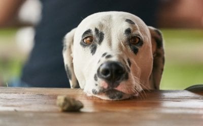 6 Healthy Treats for Dogs
