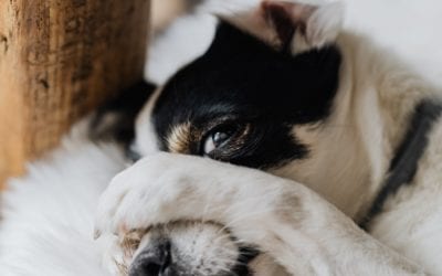 3 Reasons Why Your Dog Licks Their Paws