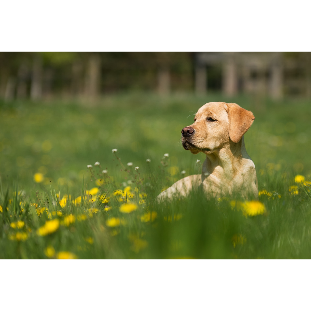 How to Recognize Seasonal Allergies in Your Pets Wills Animal Hospital